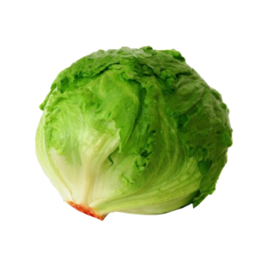 Lechuga bola pz