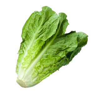 Lechuga romana pz