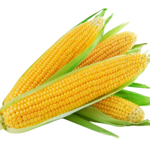 Elote amarillo pz